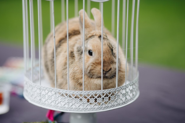 Zdjęcie domowy królik mówi witaj w swojej klatce mały szary króliczek domowy zwierzak z bliska