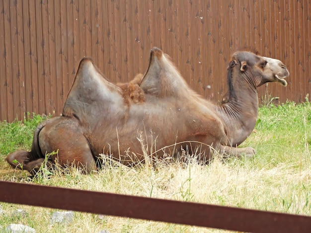 Domowy wielbłąd dwugarbny Camelus bactrianus ferus Leżał w zoo