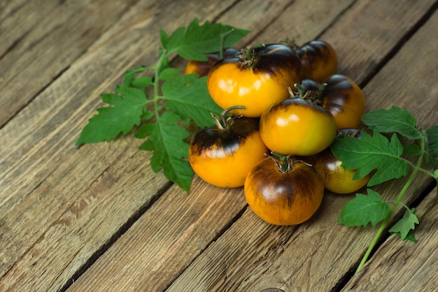 Domowy żółty pomidor Zbiór Blue Gold Surowe żółte pomidory gotowe do spożycia