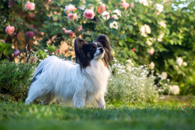 Domowy zwierzak, pies rasy papillon w ogrodzie