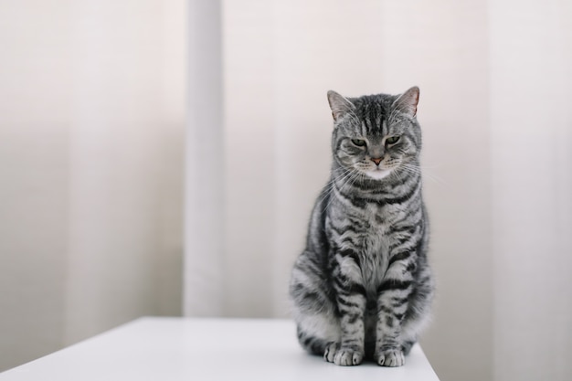 Domowy zwierzak słodki kociak kot w domu Portret kota Śmieszny kot