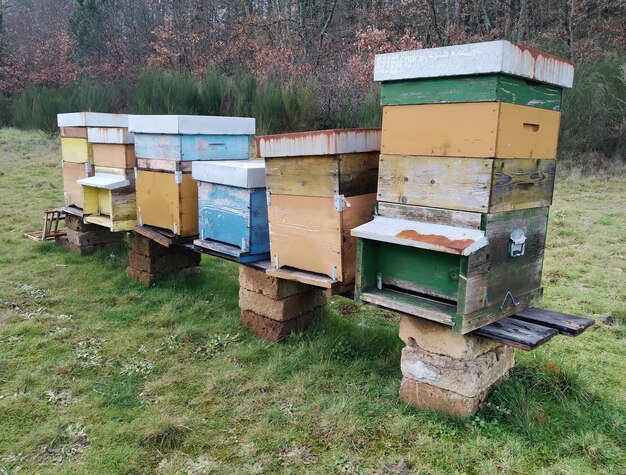 Zdjęcie domy pszczół na wsi znajdują się na zielonych polach zdrowy miód ekologiczna hodowla pszczelarska