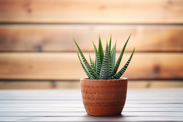 Doniczka z rośliną Aloe Vera na drewnianym stole