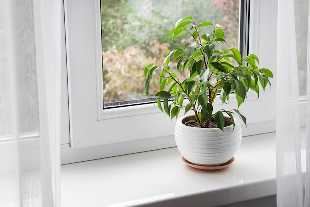 Doniczkowa młoda roślina Ficus benjamina na parapecie w pokoju.