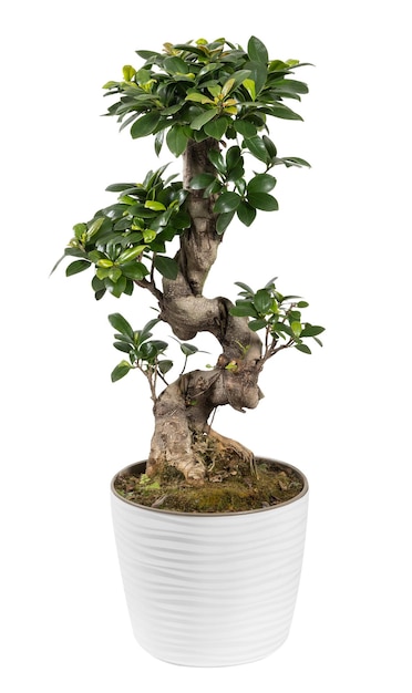 Doniczkowe drzewo Ficus microcarpa na białym tle