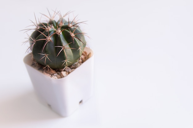 Doniczni kaktusa lub garnka sukulenty na bielu z kopii przestrzenią