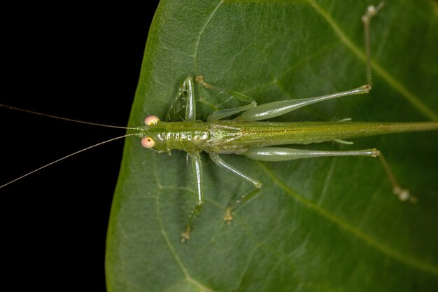 Dorosła cicho dzwoniąca Katydid z podrodziny Meconematinae