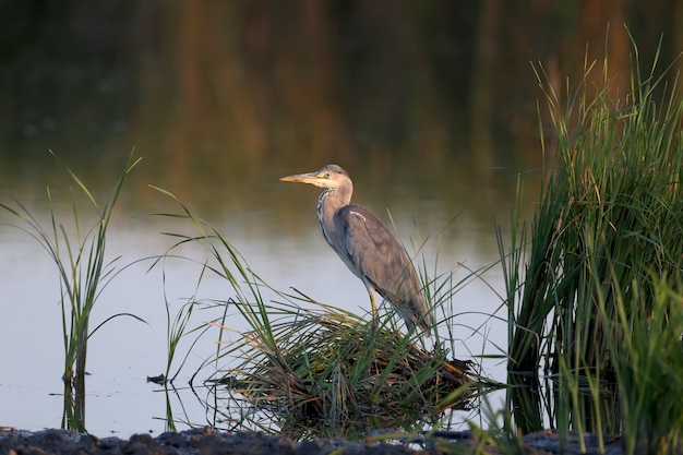 Dorosła czapla siwa (Ardea cinerea) wczesnym rankiem w łagodnym słońcu stoi w jeziorze otoczonym zieloną roślinnością