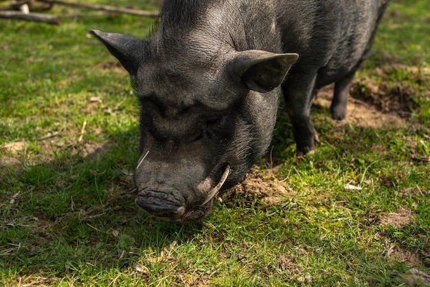 Dorosła czarna świnia z kłami na wolnym wypasie