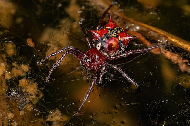 Dorosła kobieta Orbweaver