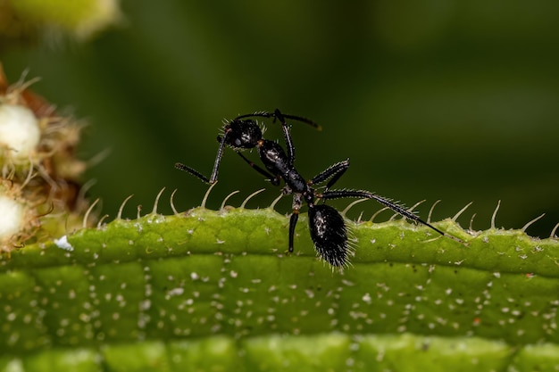 Dorosła kobieta stolarz Ant