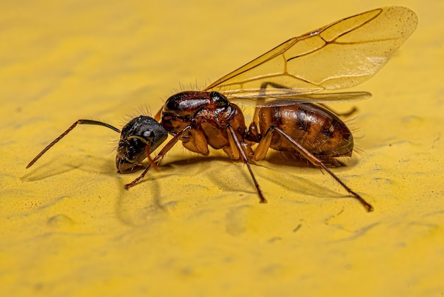 Dorosła kobieta stolarz królowa Ant