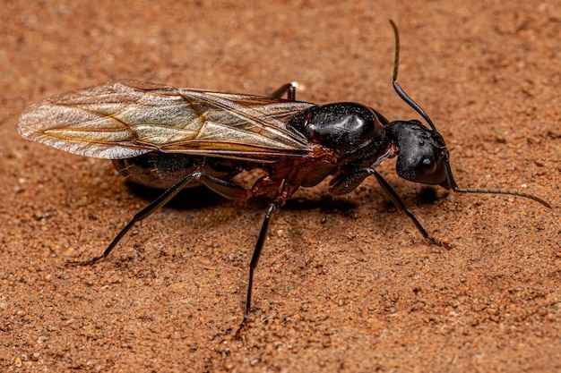 Dorosła Kobieta Stolarz Królowa Ant