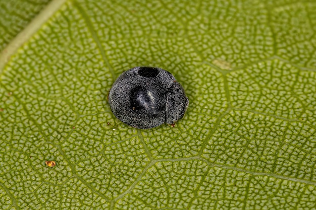 Dorosła Lady Beetle