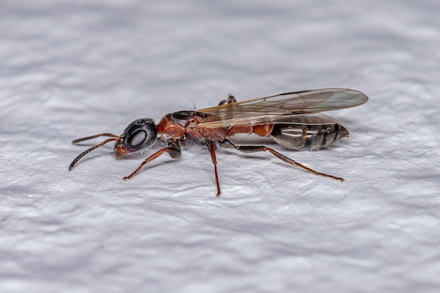 Dorosła mrówka królowa gałązek z rodzaju Pseudomyrmex