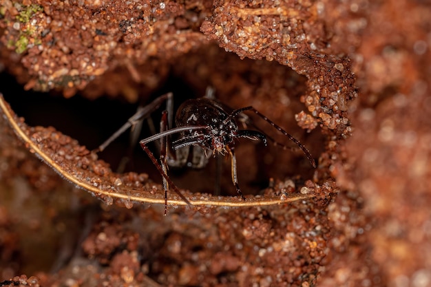 Dorosła mrówka pułapka z rodzaju Odontomachus
