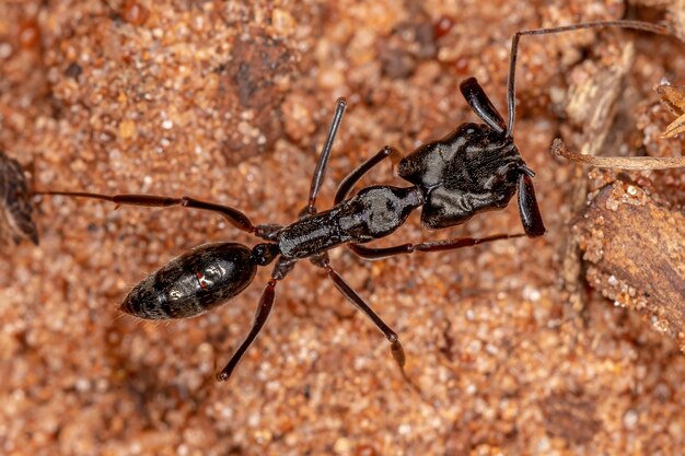 Dorosła mrówka szczękowa z rodzaju Odontomachus