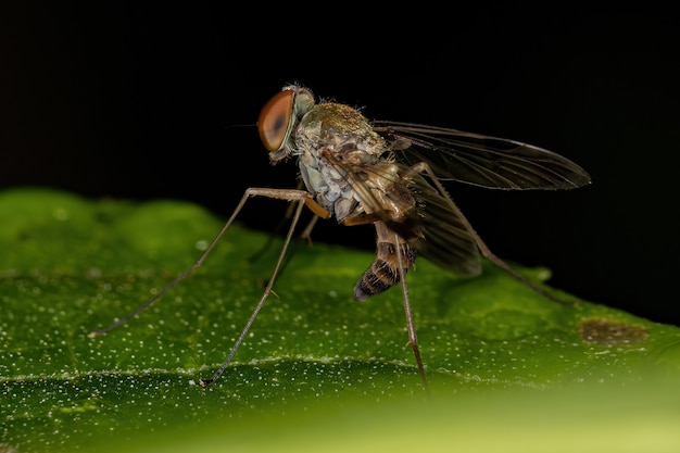 Dorosła mucha bekasa z rodziny Rhagionidae