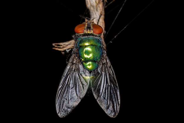 Dorosła mucha Greenbottle