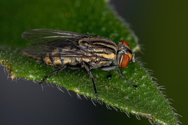 Dorosła Mucha Mięsna Z Rodziny Sarcophagidae