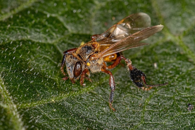 Dorosła pszczoła bezżądłowa z rodzaju Frieseomelitta