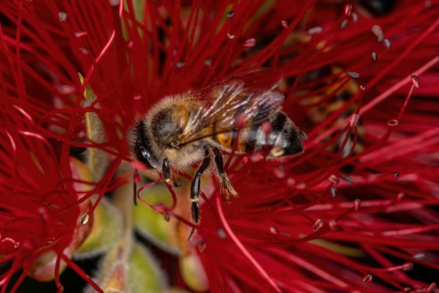 Dorosła pszczoła miodna z gatunku Apis mellifera zapylająca kwiaty szczotki do butelek