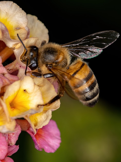 Zdjęcie dorosła pszczoła miodna z gatunku apis mellifera zapylająca roślinę lantana camara