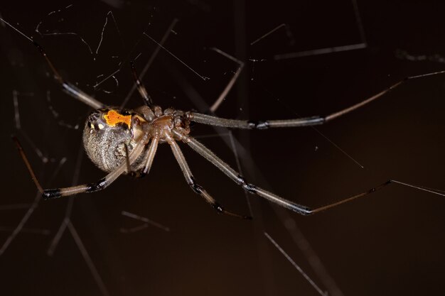 Dorosła samica brązowa wdowa z gatunku Latrodectus geometricus