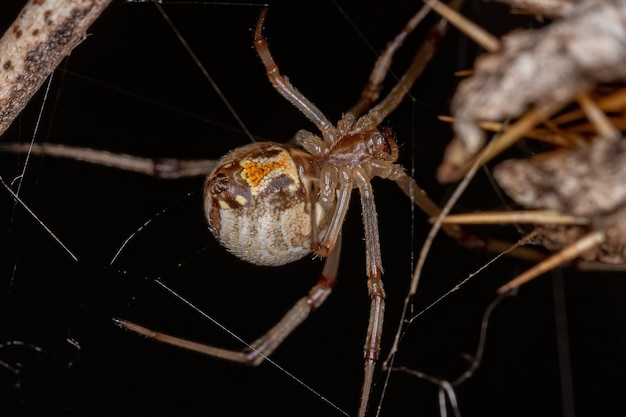 Dorosła samica brązowa wdowa z gatunku Latrodectus geometricus