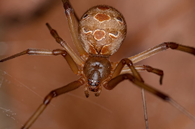 Dorosła samica brązowa wdowa z gatunku Latrodectus geometricus