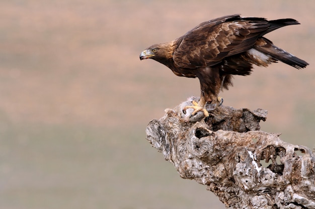 Dorosła Samica Golden Eagle W Pochmurny Dzień, Aquila Chrysaetos