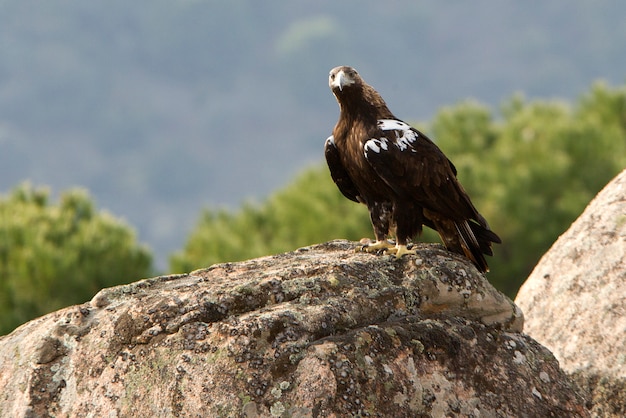 Dorosła samica hiszpańskiego orła cesarskiego, Aquila adalberti