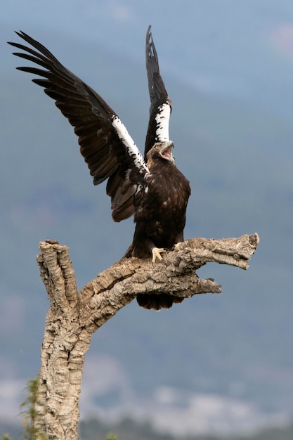 Dorosła samica hiszpańskiego orła cesarskiego broniąca swojego terytorium przed ulubionym obserwatorem latawców rudych