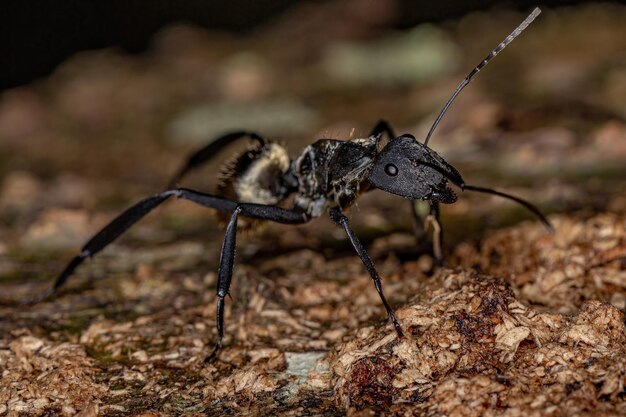 Dorosła samica lśniącej złotej mrówki cukrowej z gatunku Camponotus sericeiventris