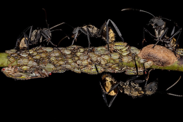 Dorosła samica lśniącej złotej mrówki cukrowej z nimfami Aetalionid Treehopper