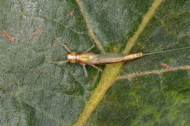 Dorosła Samica Mała Jętka Z Rodziny Baetidae