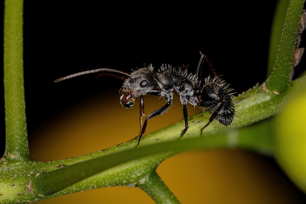 Dorosła samica mrówki cieśli z rodzaju Camponotus z kroplą wody w ustach
