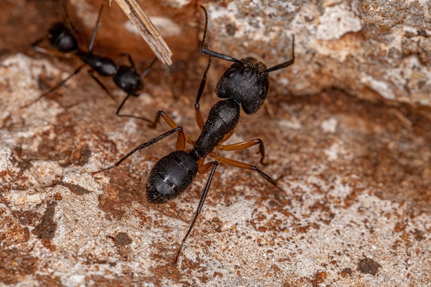 Dorosła samica mrówki cieśli z rodzaju Camponotus
