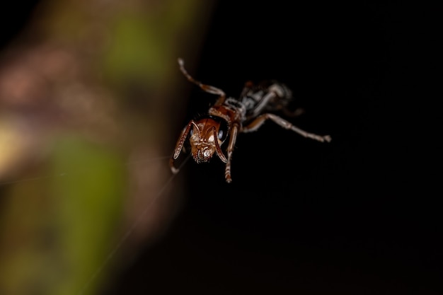 Dorosła samica mrówki gałązkowej z rodzaju Pseudomyrmex