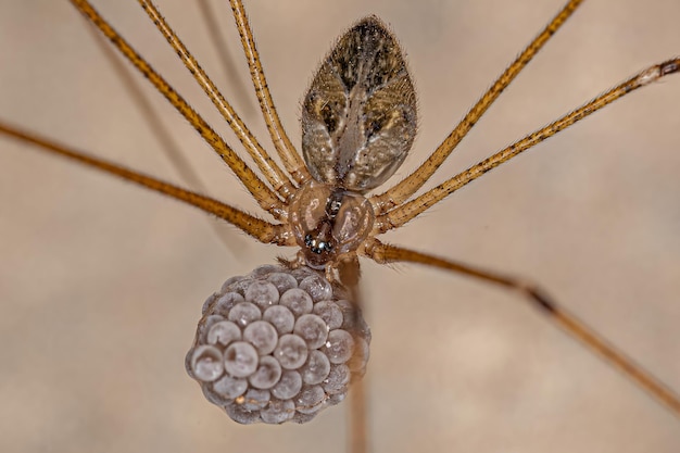 Dorosła samica pająka piwnicznego o krótkich ciałach