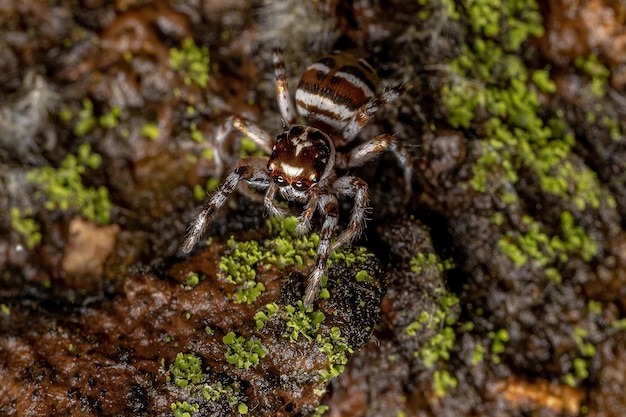 Dorosła samica pająka skaczącego z gatunku Philira micans