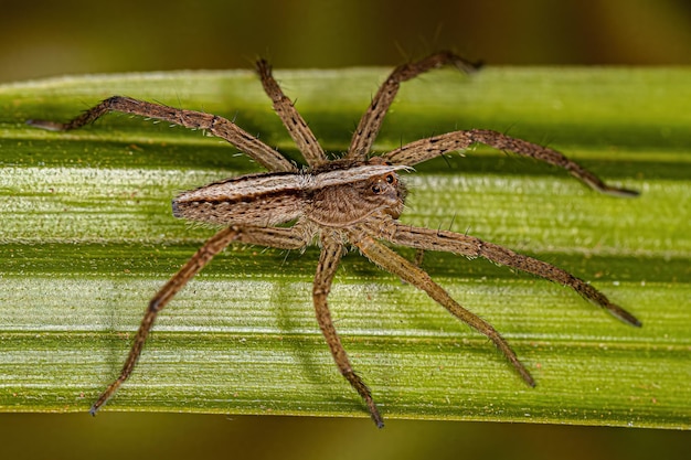 Dorosła samica pająka Trechaleida
