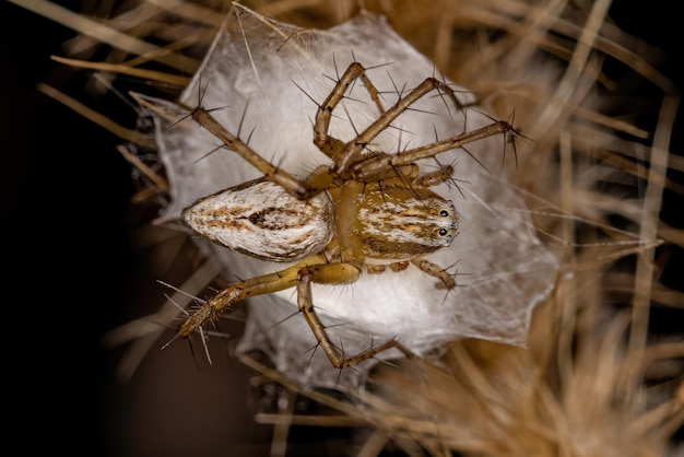 Zdjęcie dorosła samica pasiasty pająk ryś