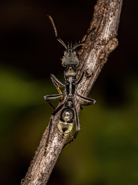 Dorosła samica Ponerine Ant