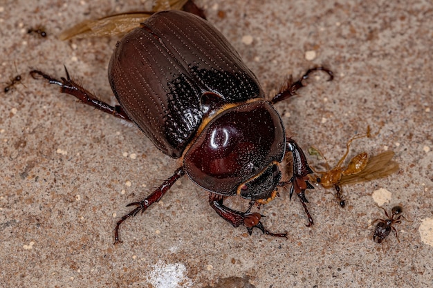 Dorosła samica Rhinoceros Beetle z podrodziny Dynastinae