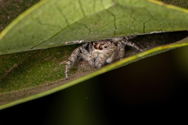 Dorosła samica skaczącego pająka z podplemienia Dendryphantina