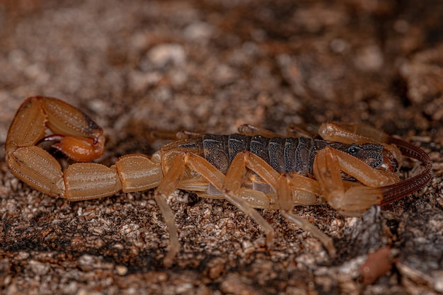 Dorosła samica skorpiona żółtego brazylijskiego z gatunku Tityus serrulatus