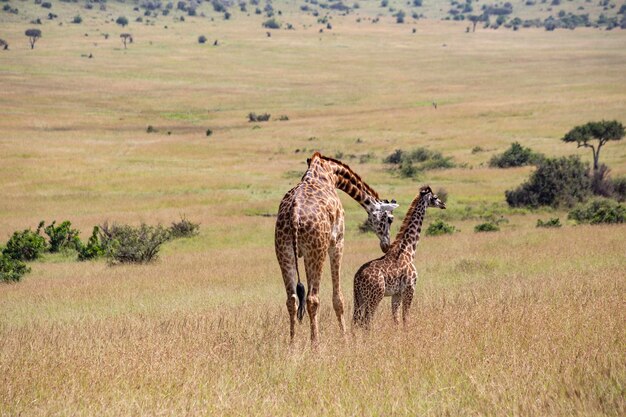 Dorosła żyrafa z dzieckiem w Parku Narodowym Masai Mara w Kenii