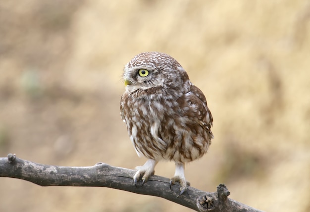 Dorosłe i młode puchacze (Athene noctua) przebywają w pobliżu gniazda w naturalnym środowisku.