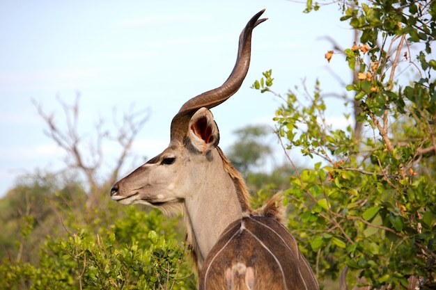 Zdjęcie dorosłe kudu w lesie
